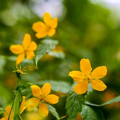 creeping-buttercup-ranunculus-repens-in-the-gard-2022-11-12-14-59-20-utc