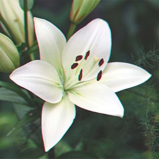 lilium-candidum-flower-2022-11-16-12-05-52-utc